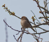 Bushtit, male