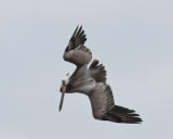 Brown Pelican Diving