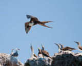 Magnifican Frigate, Blue and Brown Footed Boobies, Marietas Islands