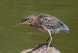 Green Heron with fish.  Mexico