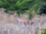 0910-7D-0752Kestrel.jpg Cropped, adjusted