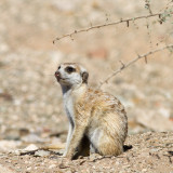 Meerkat