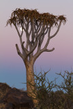 Quiver Tree Forest