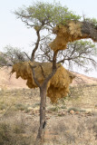 Social Weaver birds nest