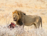 Male lion with zebra kill