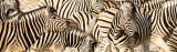 Zebra herd