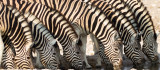Zebra herd at waterhole