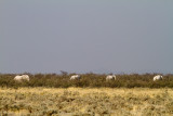 Namibian ghost elephants