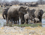 3 elephant families at waterhole