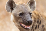 Spotted hyaena