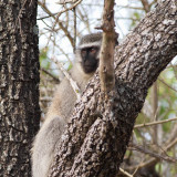 Vervet monkey