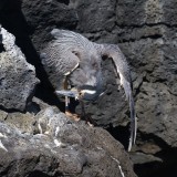 Galapagos1-34.jpg