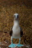 Galapagos1-55.jpg