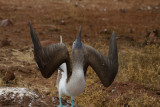 Galapagos1-69.jpg