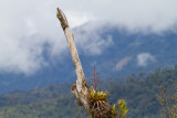 EcuadorBirding-12.jpg