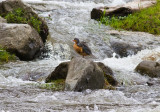 EcuadorBirding-14.jpg