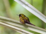 EcuadorBirding-20.jpg