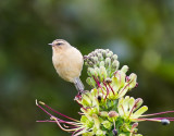 EcuadorBirding-41.jpg