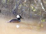 Male Hooded Merganser