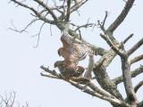 Mating Red Shouldered Hawks