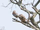 Male (L) and Female (R) Red Shouldered Hawks