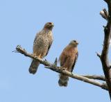 Red Shouldered Hawk Pair