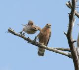 Red Shouldered Hawk Pair