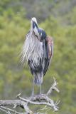 Male Preening