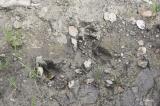 Animal Tracks