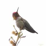 Annas Hummingbird