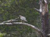 Male RS Hawk with Prey