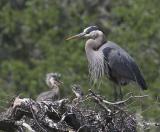 Two of three chicks in Nest 1