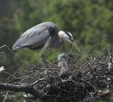 Two of three chicks in Nest 2