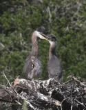 Beak Wrestle