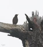 Starling at nest he robbed from Acorn Woodpecker