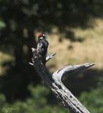 Acorn Woodpecker