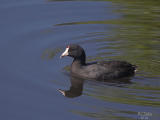 Coot