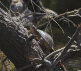 Red Eared Slider