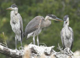 Nest 1 Chicks