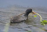 Coot building nest