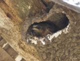 Cliff Swallow Baby