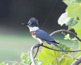 Kingfisher, juvenile