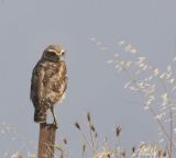 Standing guard