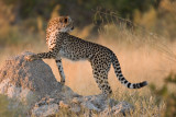 SM-Cheetah-8582.jpg