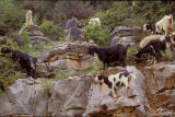 Vikos271Goats.jpg