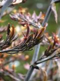 Flax Bush Flower.jpg