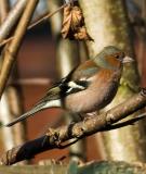 Chaffinch Male