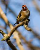 Goldfinch