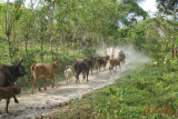 Cattle drive