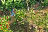 Child walking the trail to school